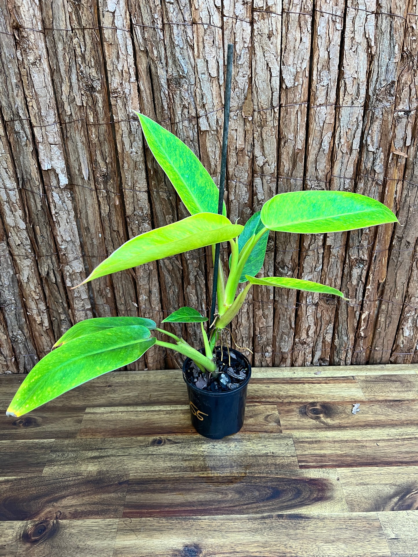 Philodendron Lemon Twist NONTC B156