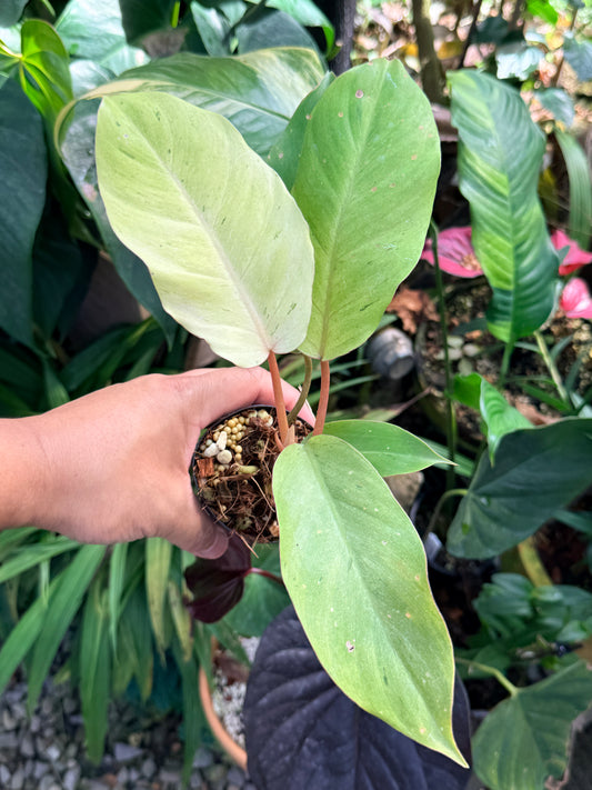 Philodendron 'Snow Drift' M67
