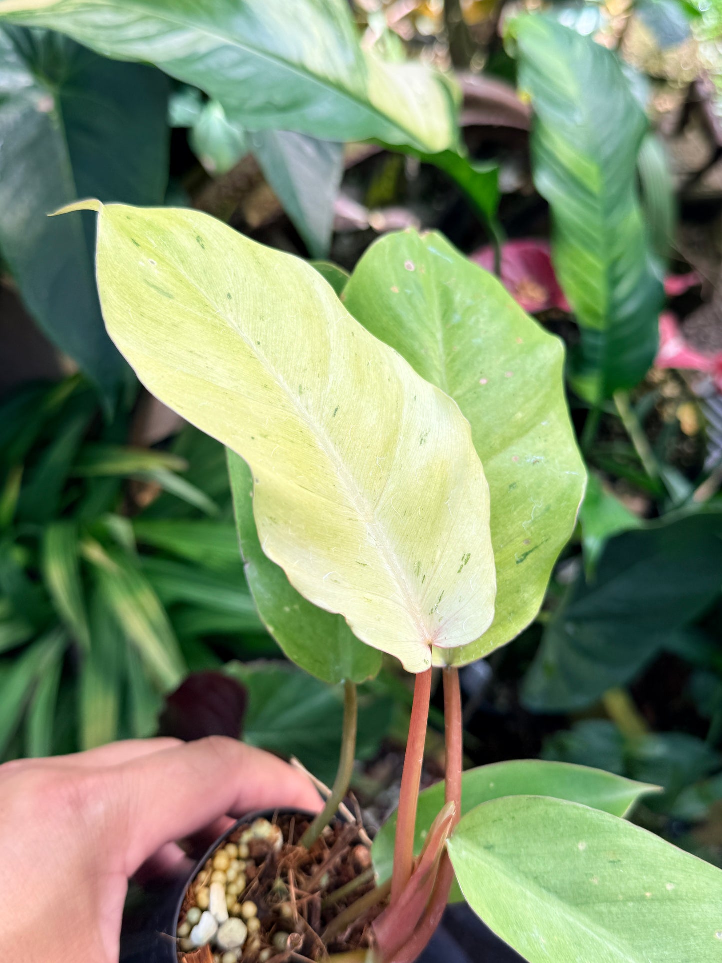 Philodendron 'Snow Drift' M67