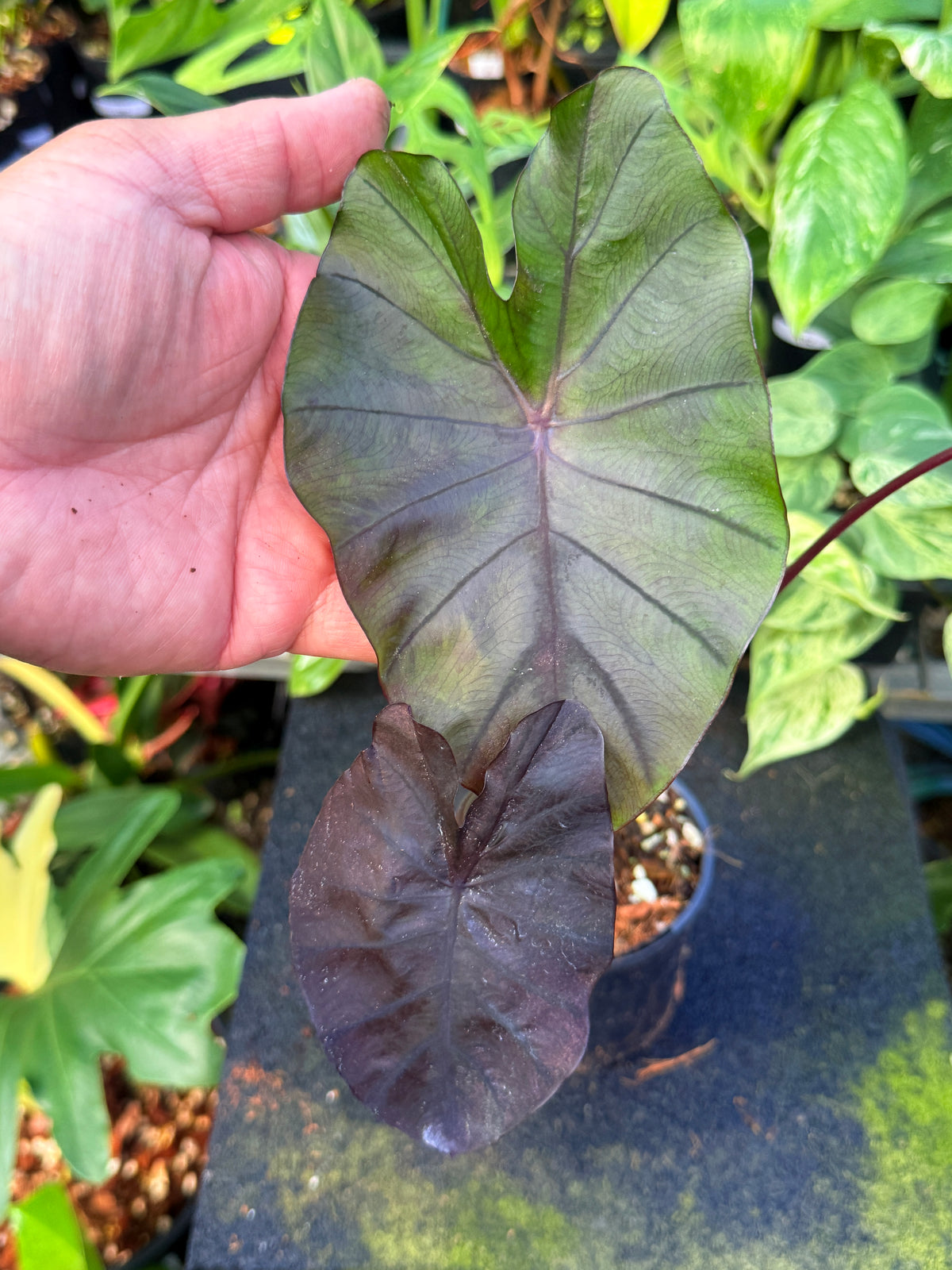 Colocasia 'Cherry Ripe' W8