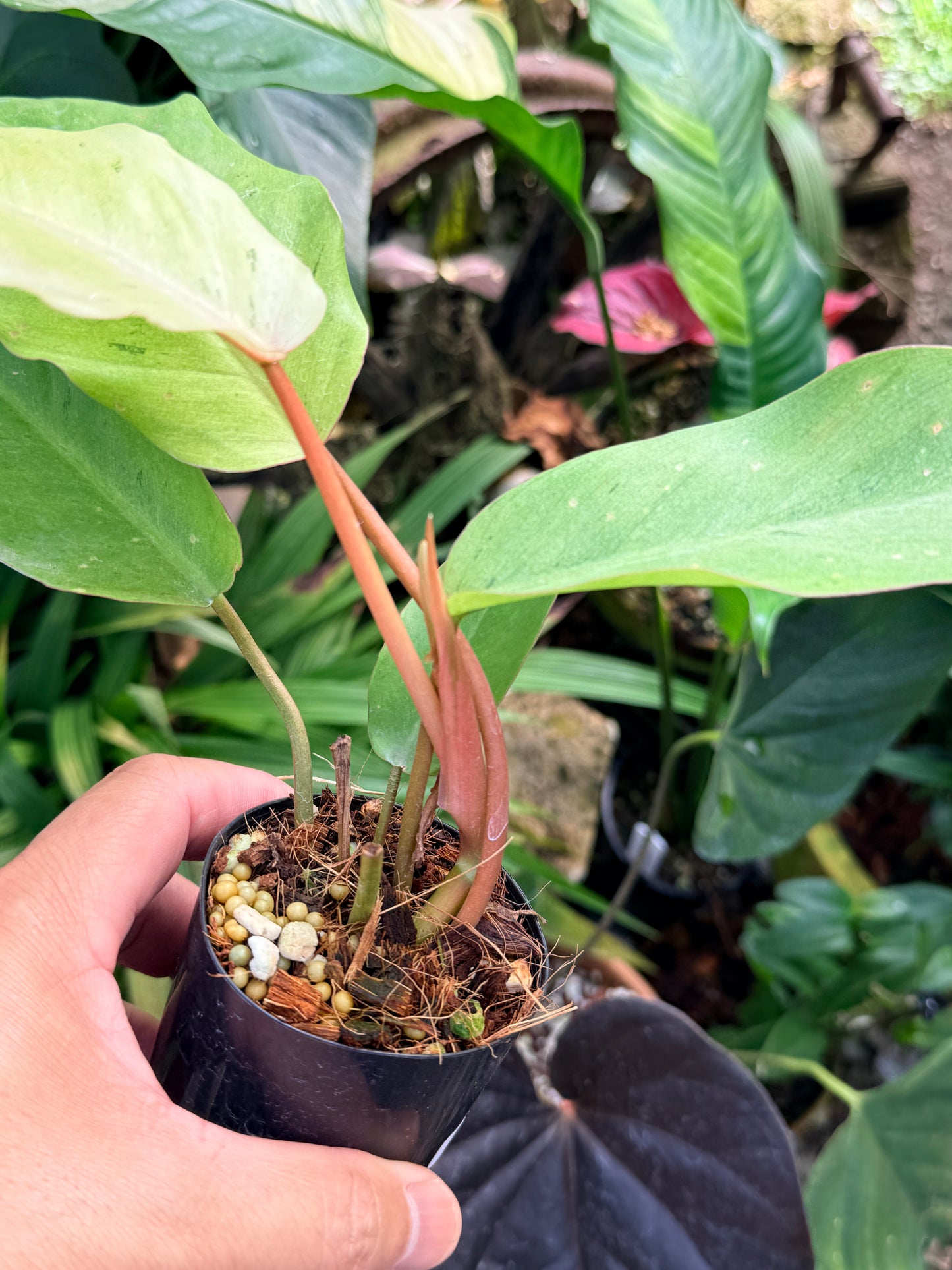 Philodendron 'Snow Drift' M67