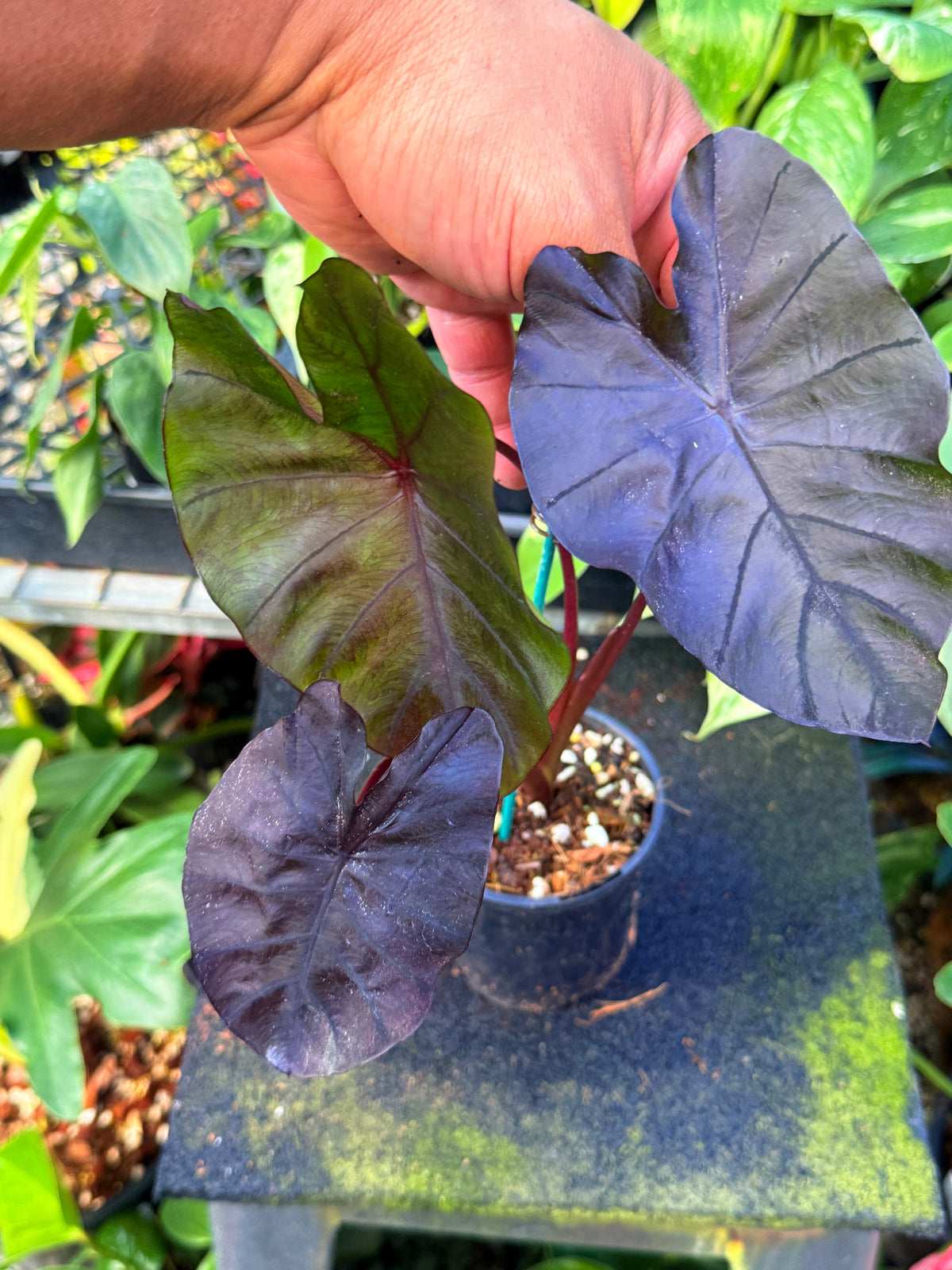 Colocasia 'Cherry Ripe' W8