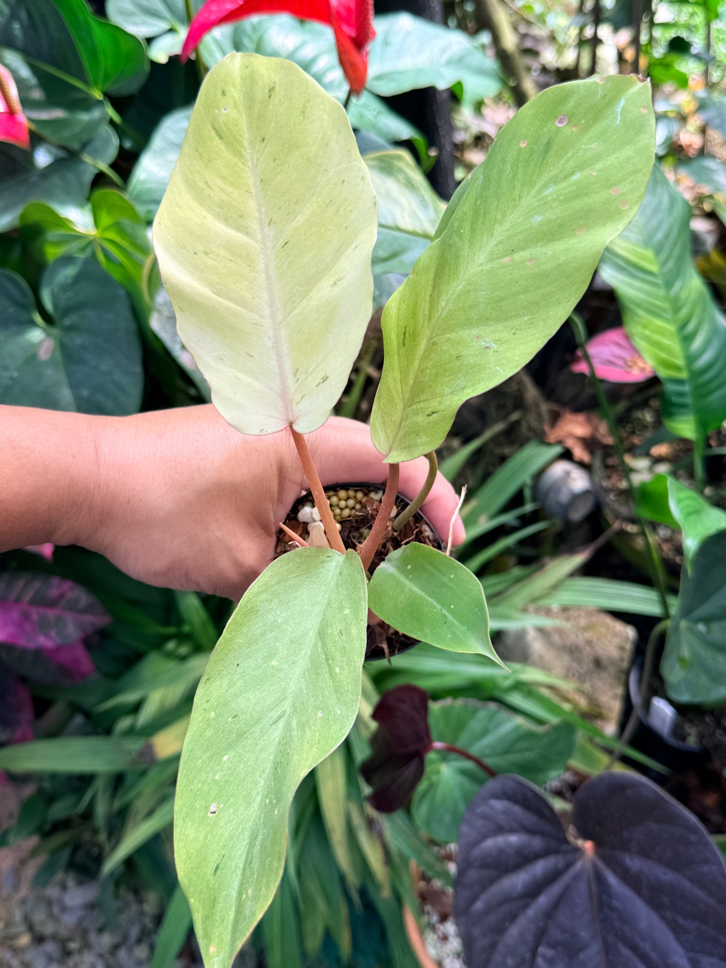 Philodendron 'Snow Drift' M67