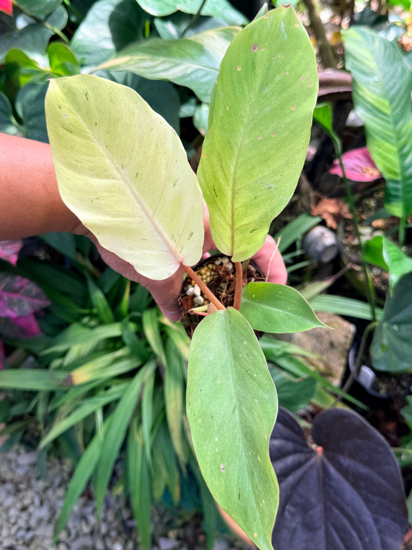 Philodendron 'Snow Drift' M67