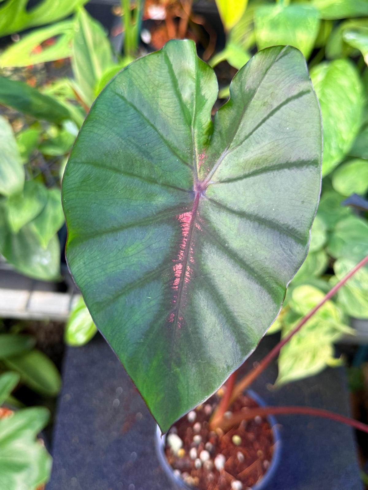 Colocasia 'Cherry Ripe' W10