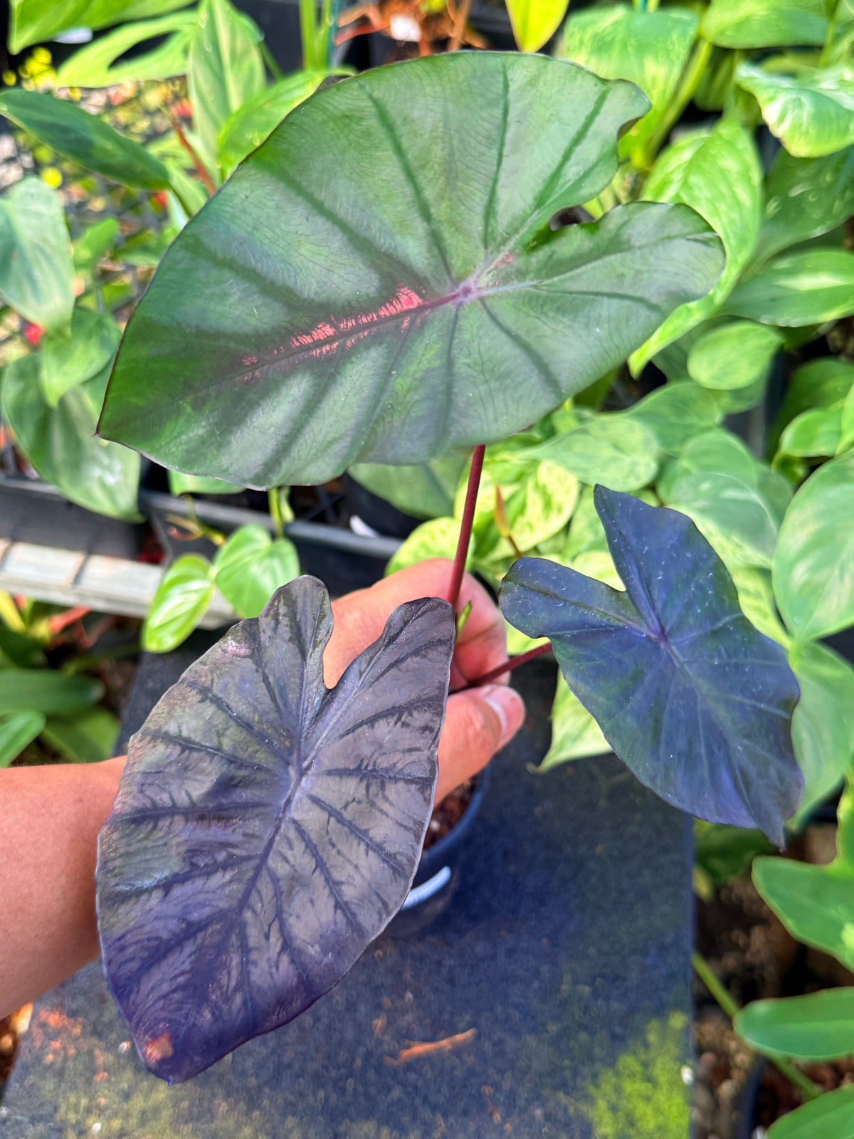Colocasia 'Cherry Ripe' W10