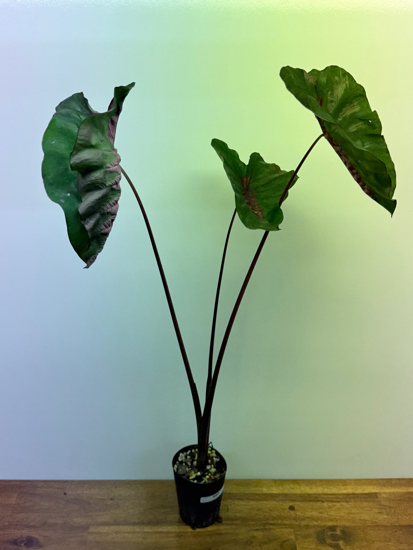 Colocasia Cherry Ripe N63 - Large