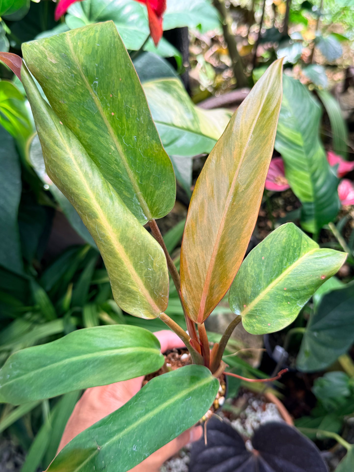 Philodendron 'Autumn Queen' M65
