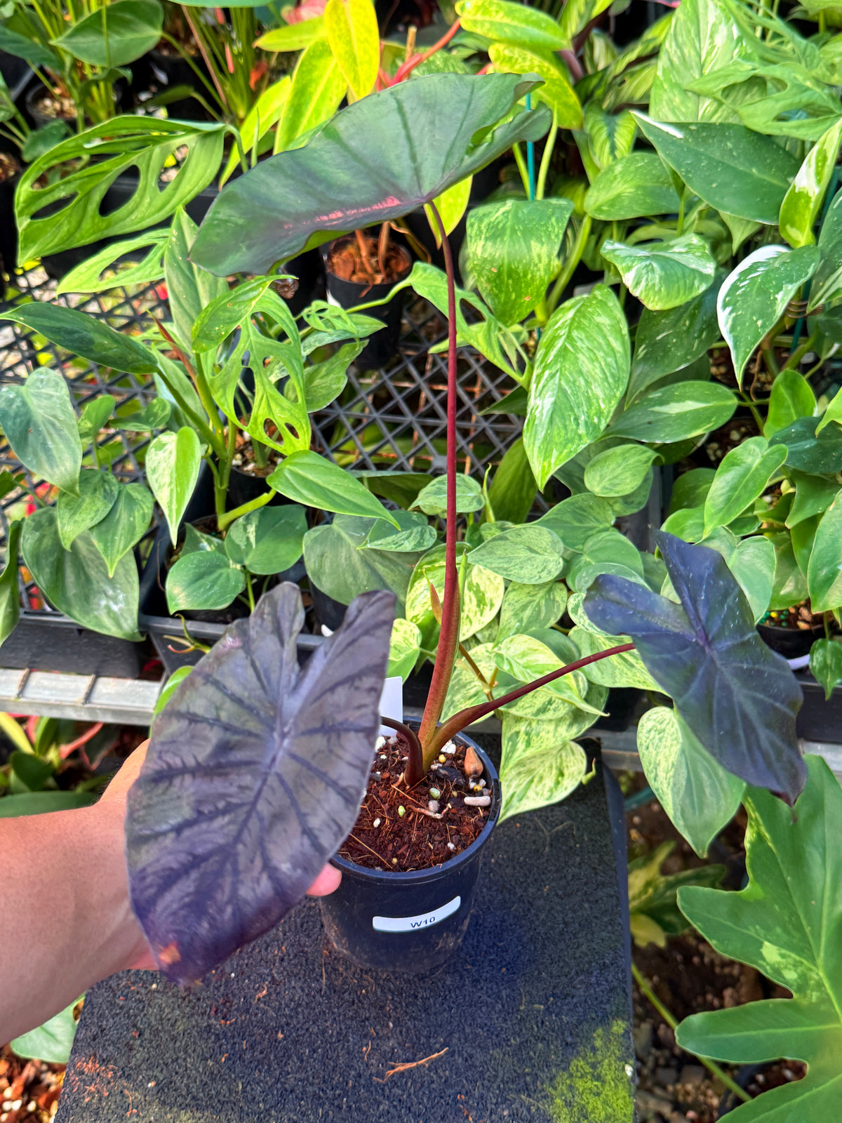 Colocasia 'Cherry Ripe' W10