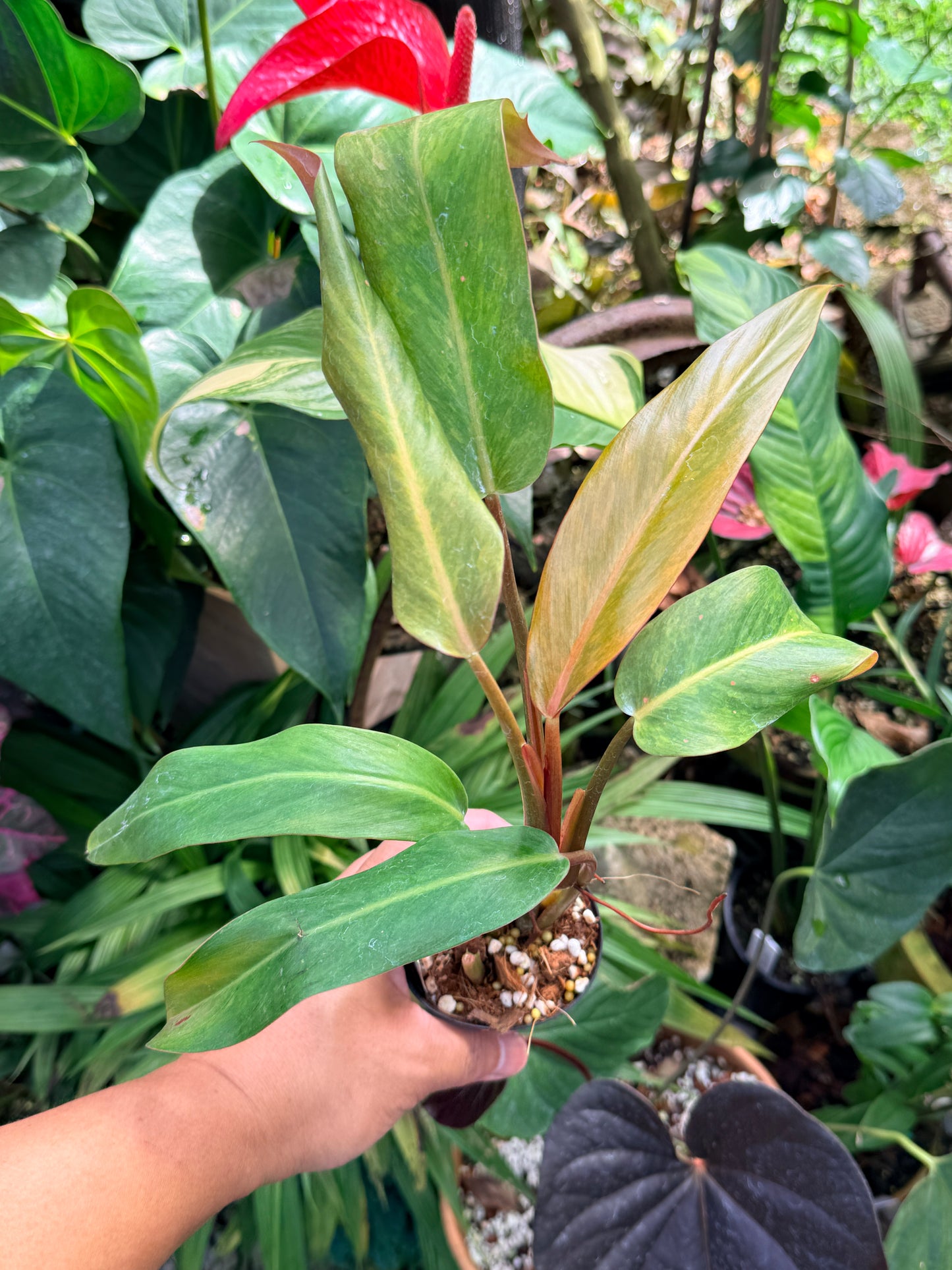 Philodendron 'Autumn Queen' M65