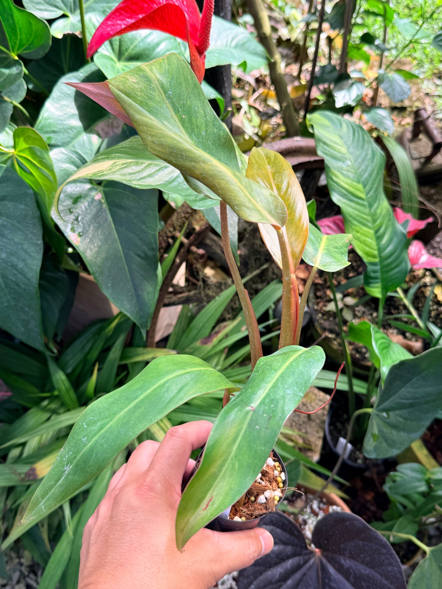 Philodendron 'Autumn Queen' M65