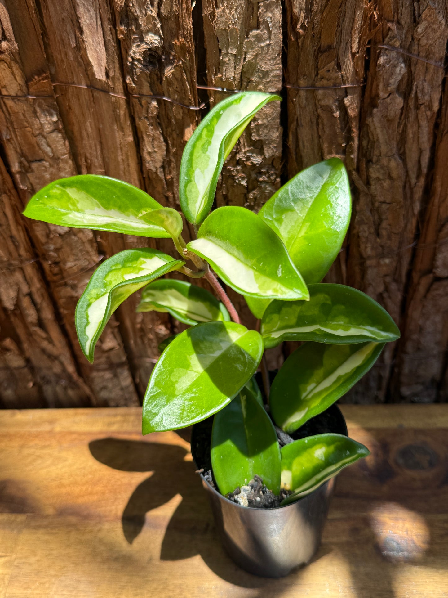 Hoya carnosa Krimson Princess