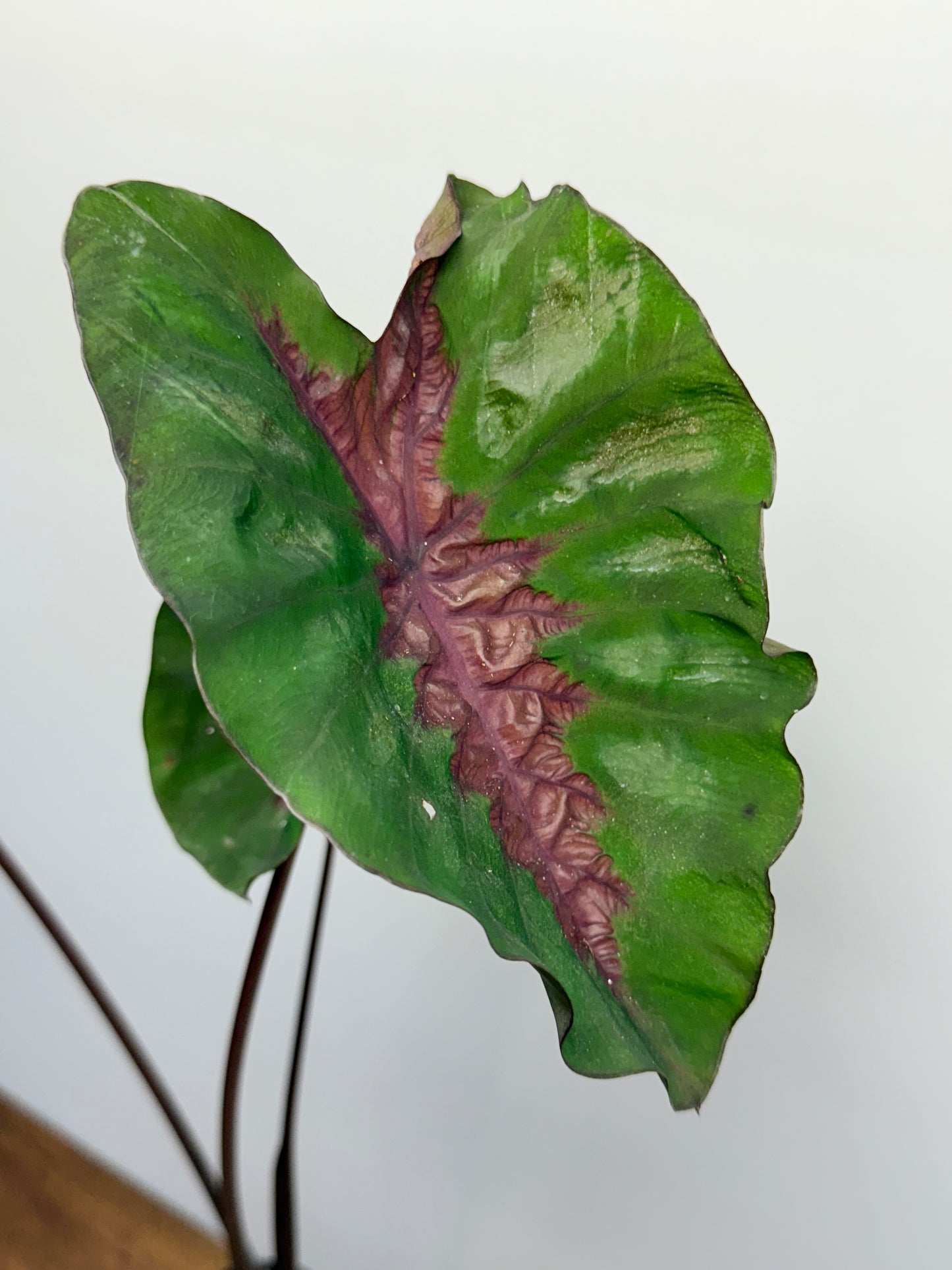 Colocasia Cherry Ripe N63 - Large