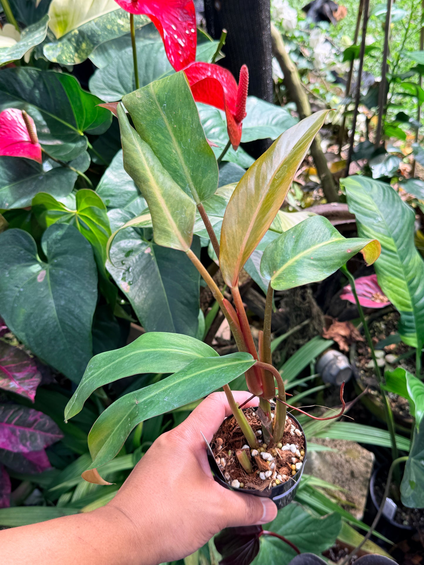 Philodendron 'Autumn Queen' M65