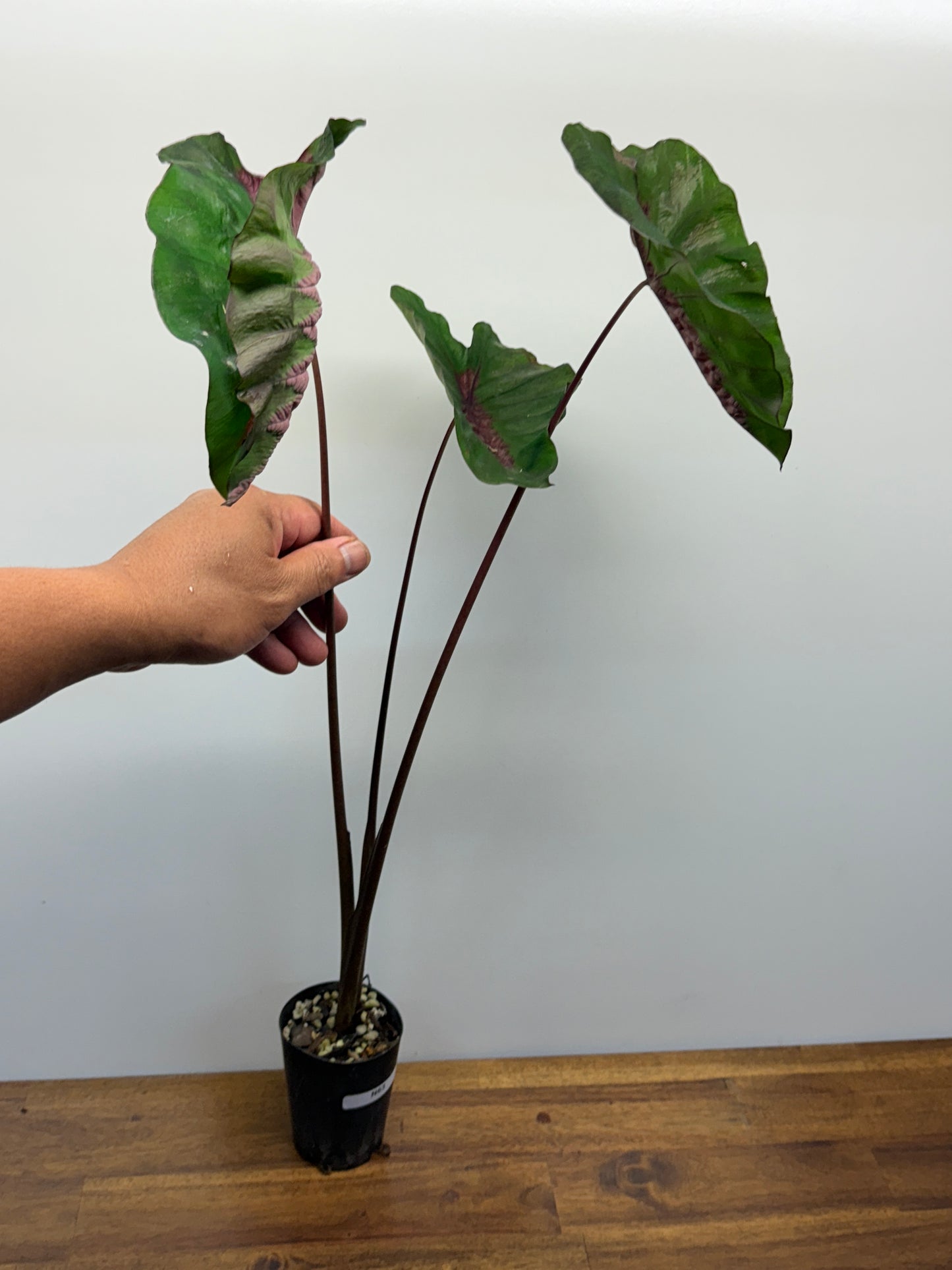 Colocasia Cherry Ripe N63 - Large