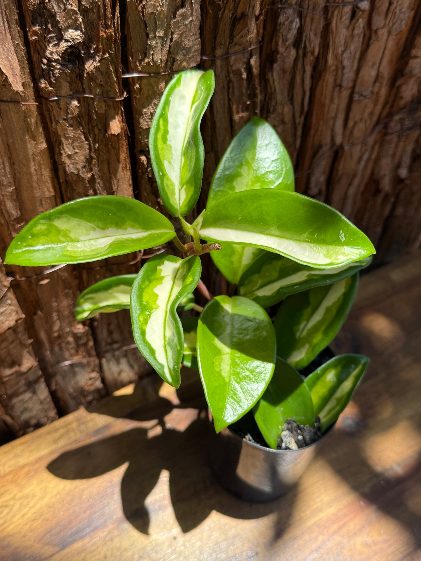 Hoya carnosa Krimson Princess