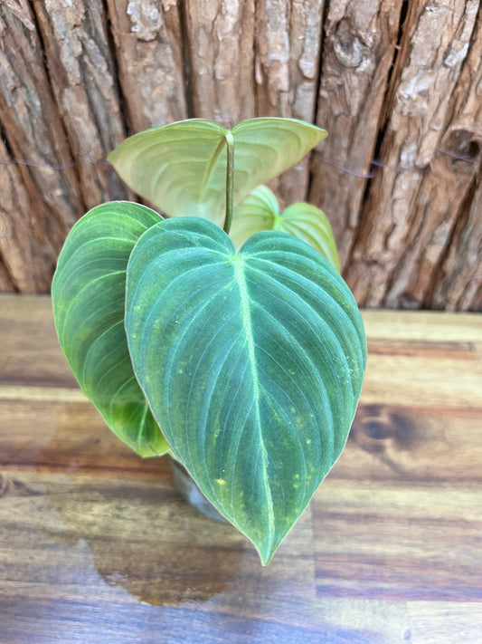 Philodendron Glorious NONTC B158