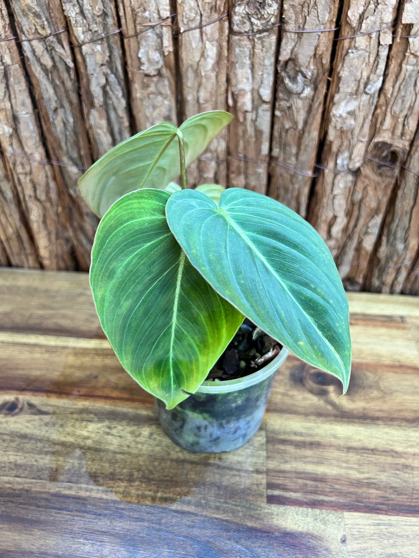 Philodendron Glorious NONTC B158