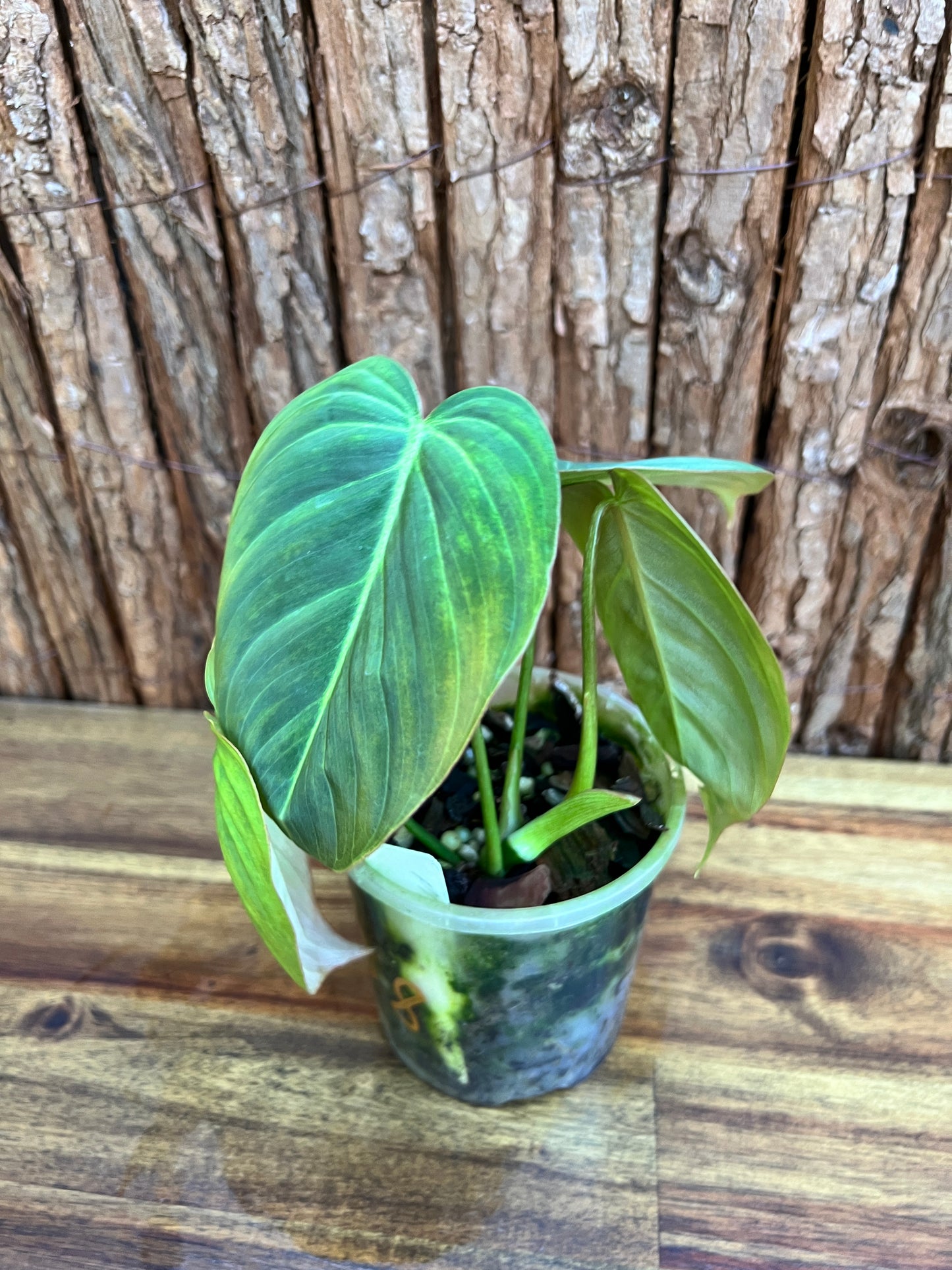 Philodendron Glorious NONTC B158