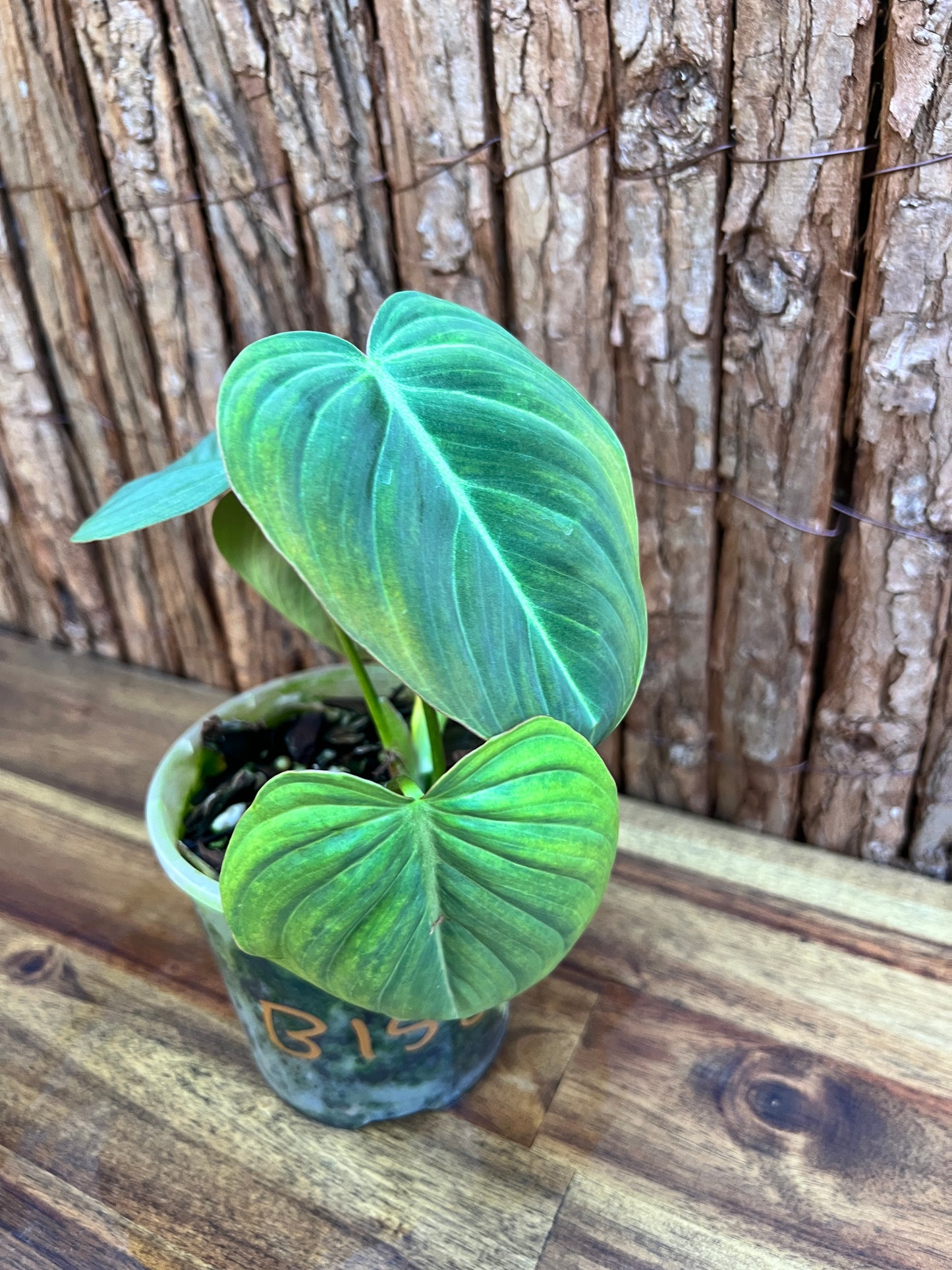 Philodendron Glorious NONTC B158