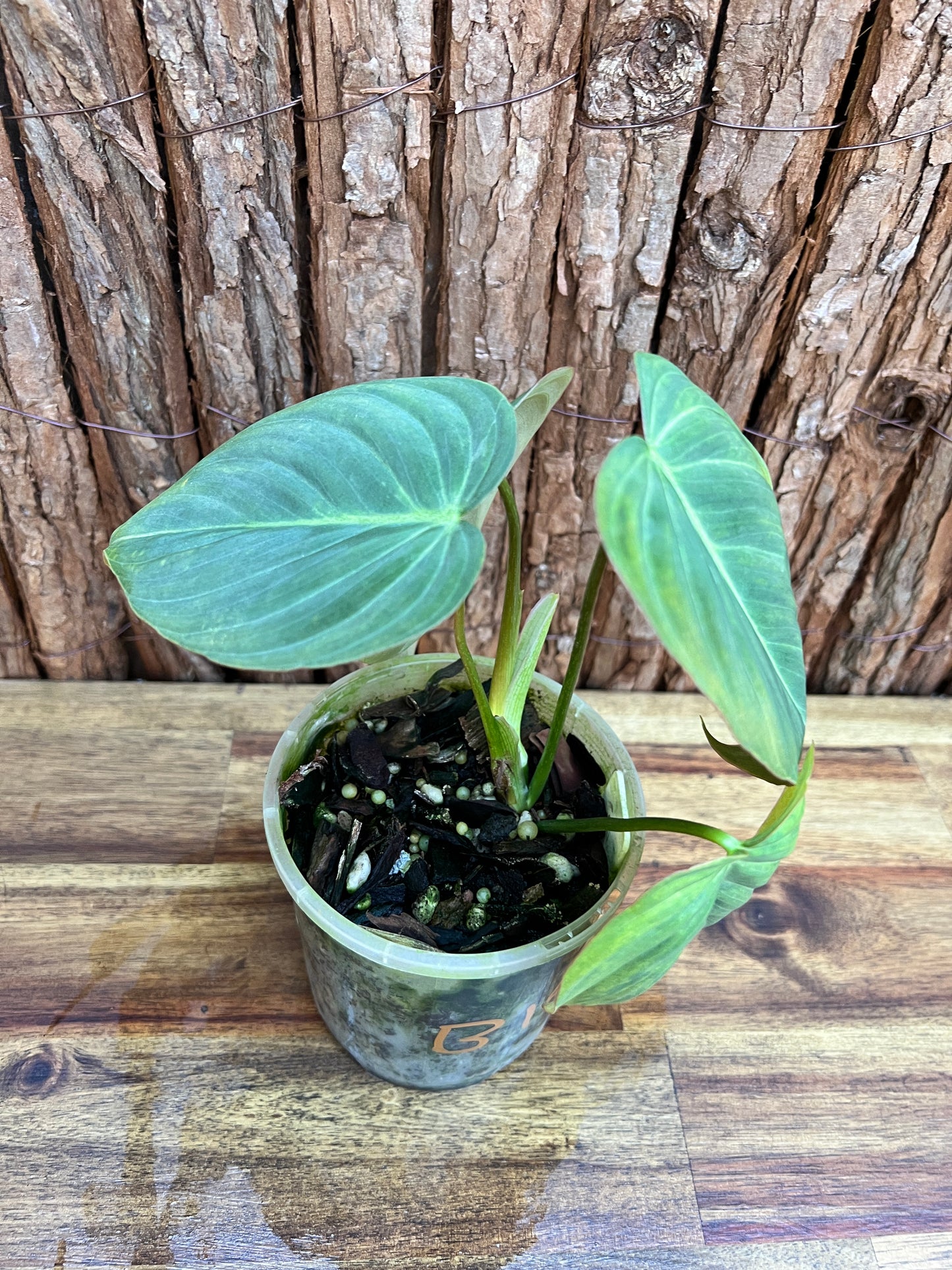 Philodendron Glorious NONTC B158