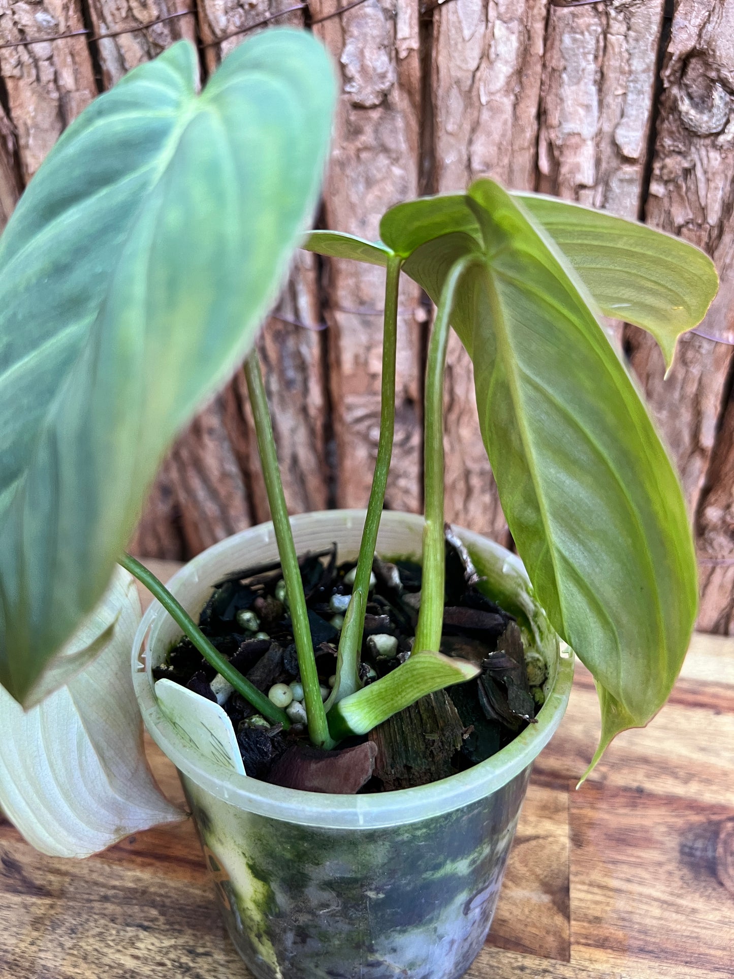 Philodendron Glorious NONTC B158