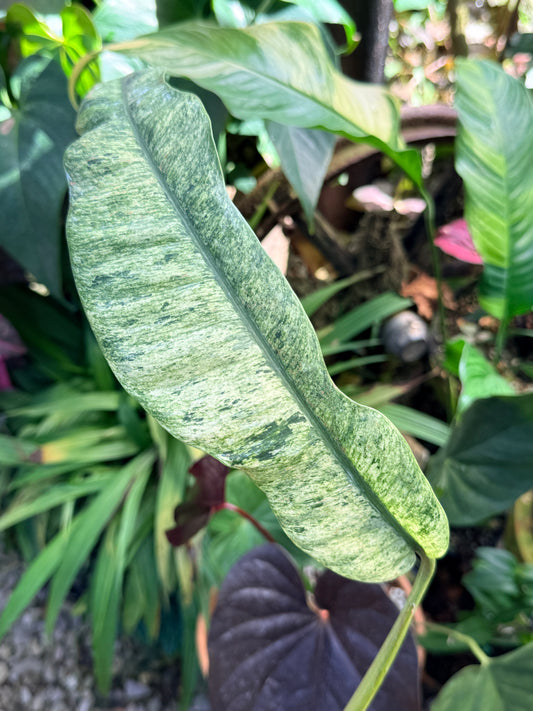 Epipremnum 'Giganteum Marble' M68