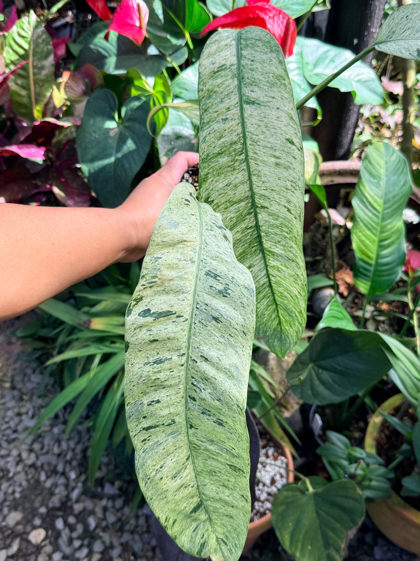 Epipremnum 'Giganteum Marble' M69