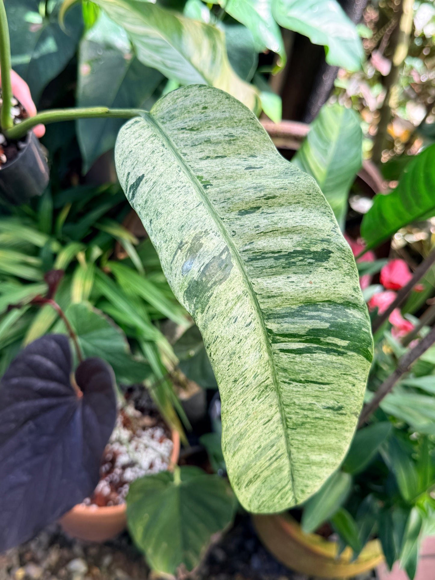 Epipremnum 'Giganteum Marble' M69