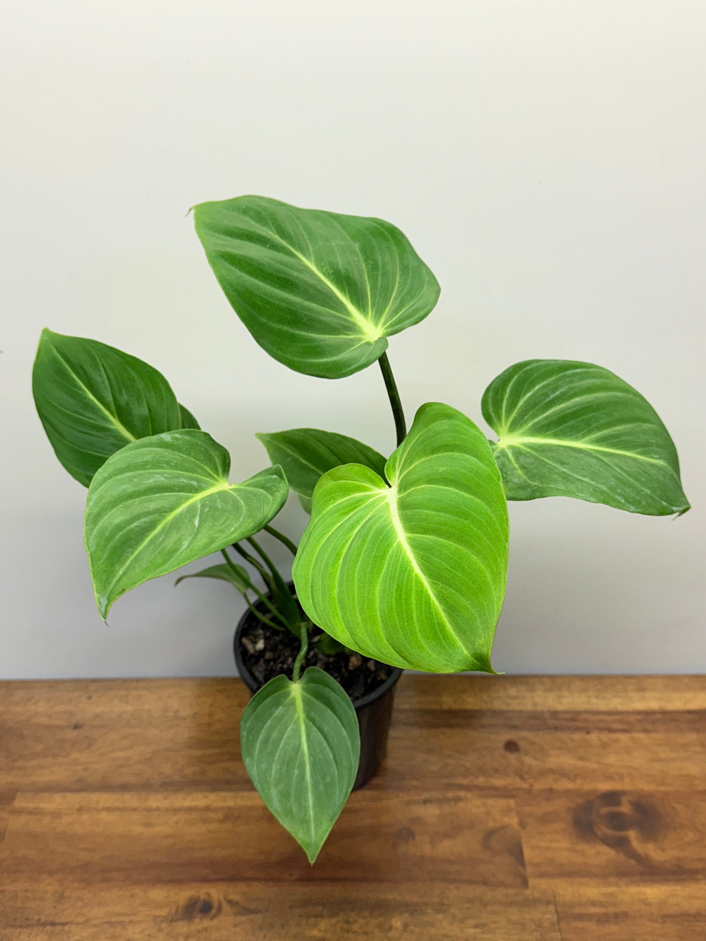 Philodendron Gloriosum Hybrid - White Star N66