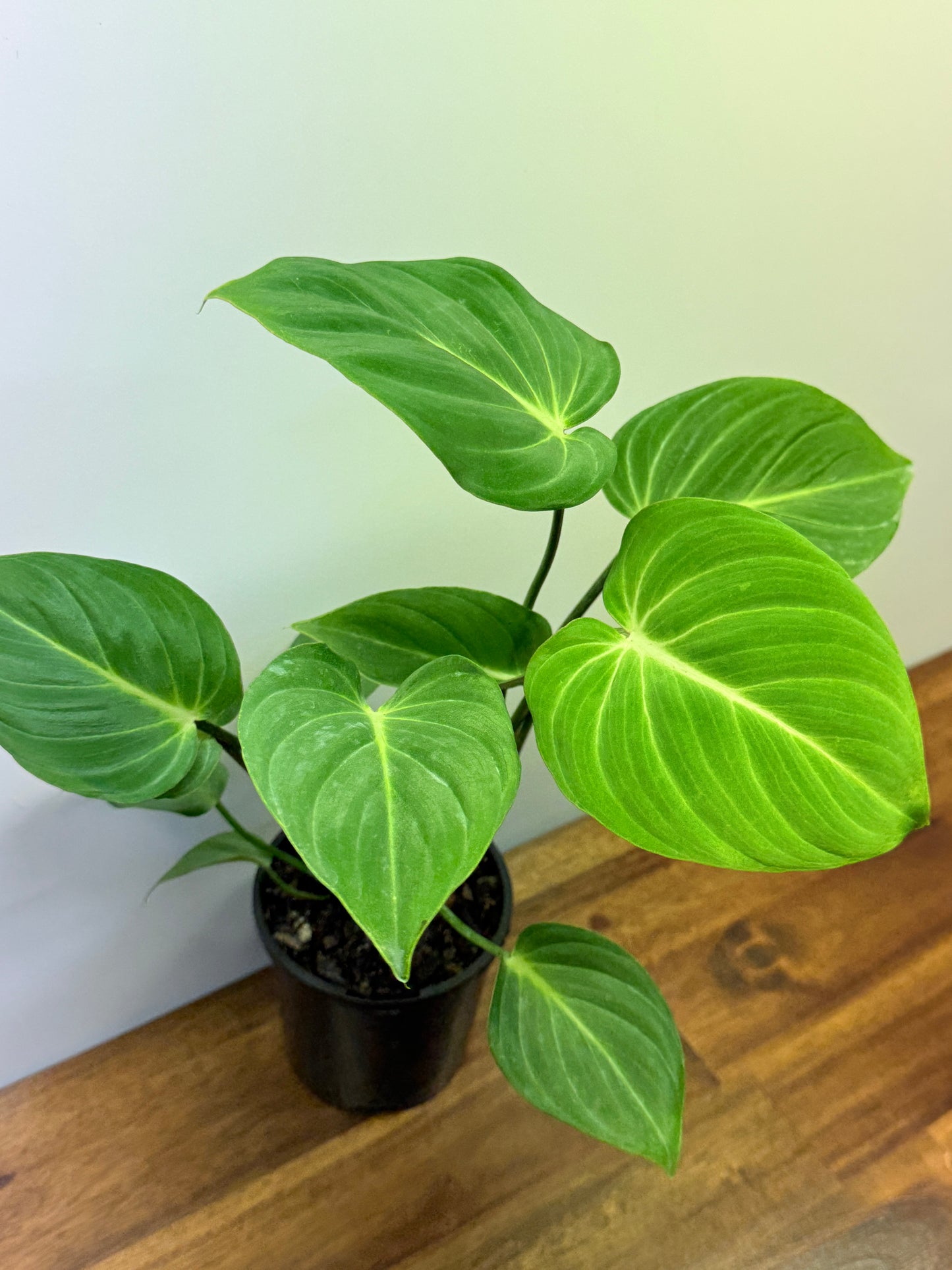 Philodendron Gloriosum Hybrid - White Star N66