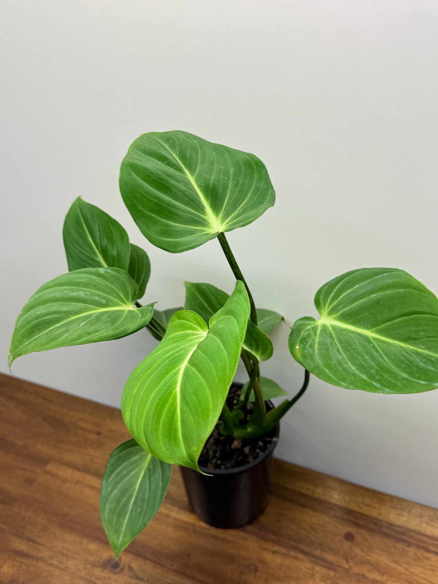 Philodendron Gloriosum Hybrid - White Star N66