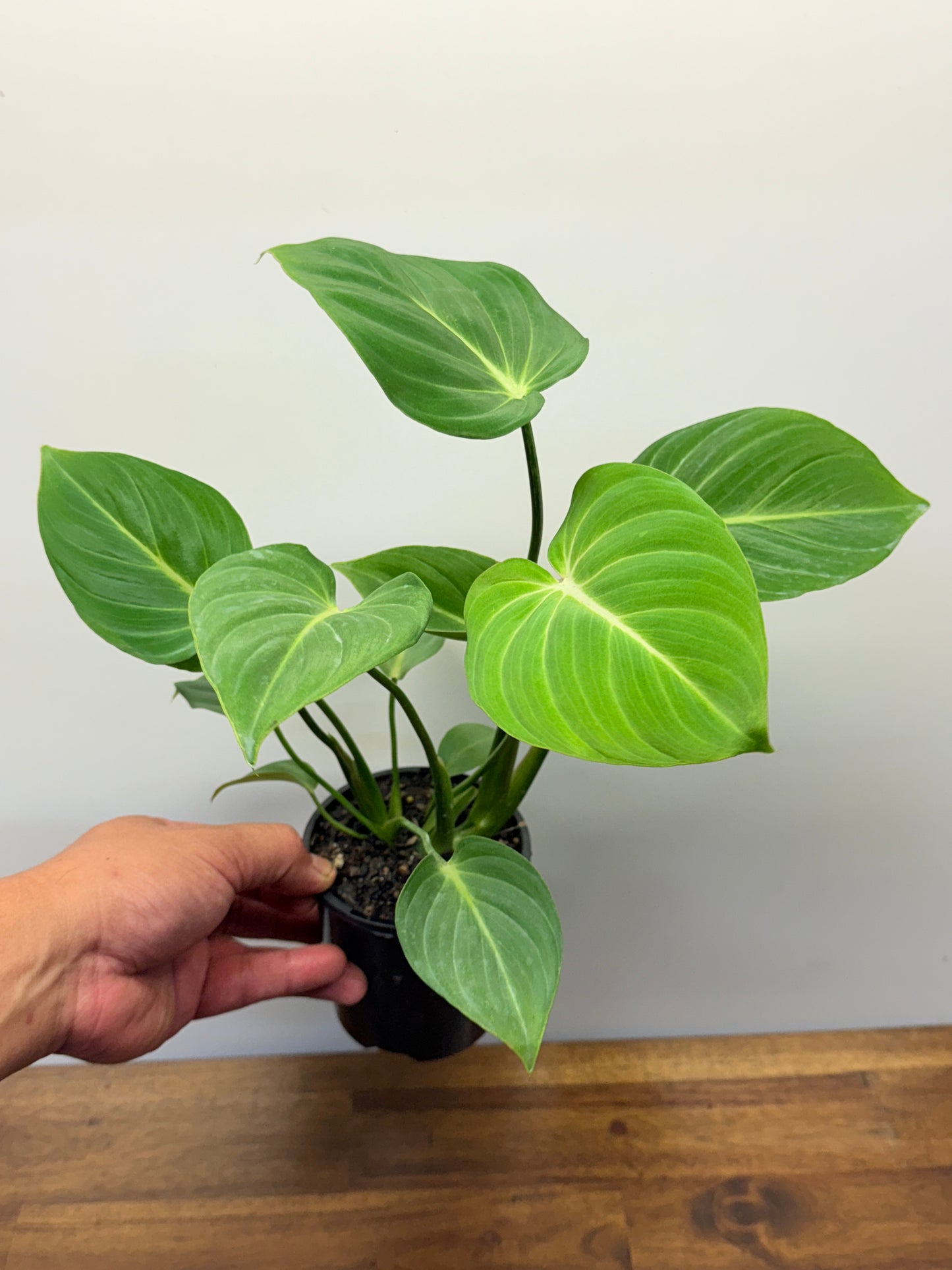 Philodendron Gloriosum Hybrid - White Star N66