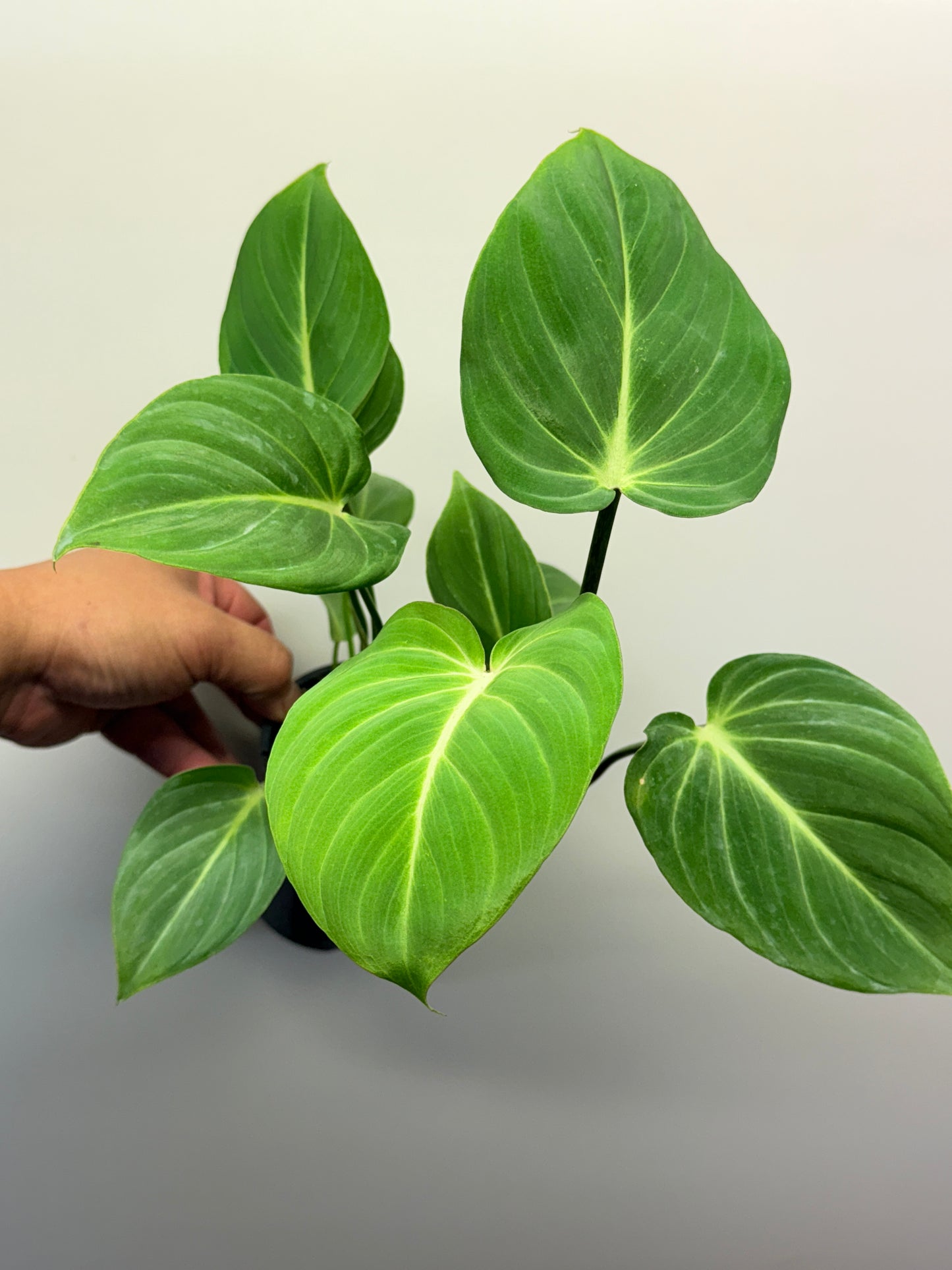 Philodendron Gloriosum Hybrid - White Star N66