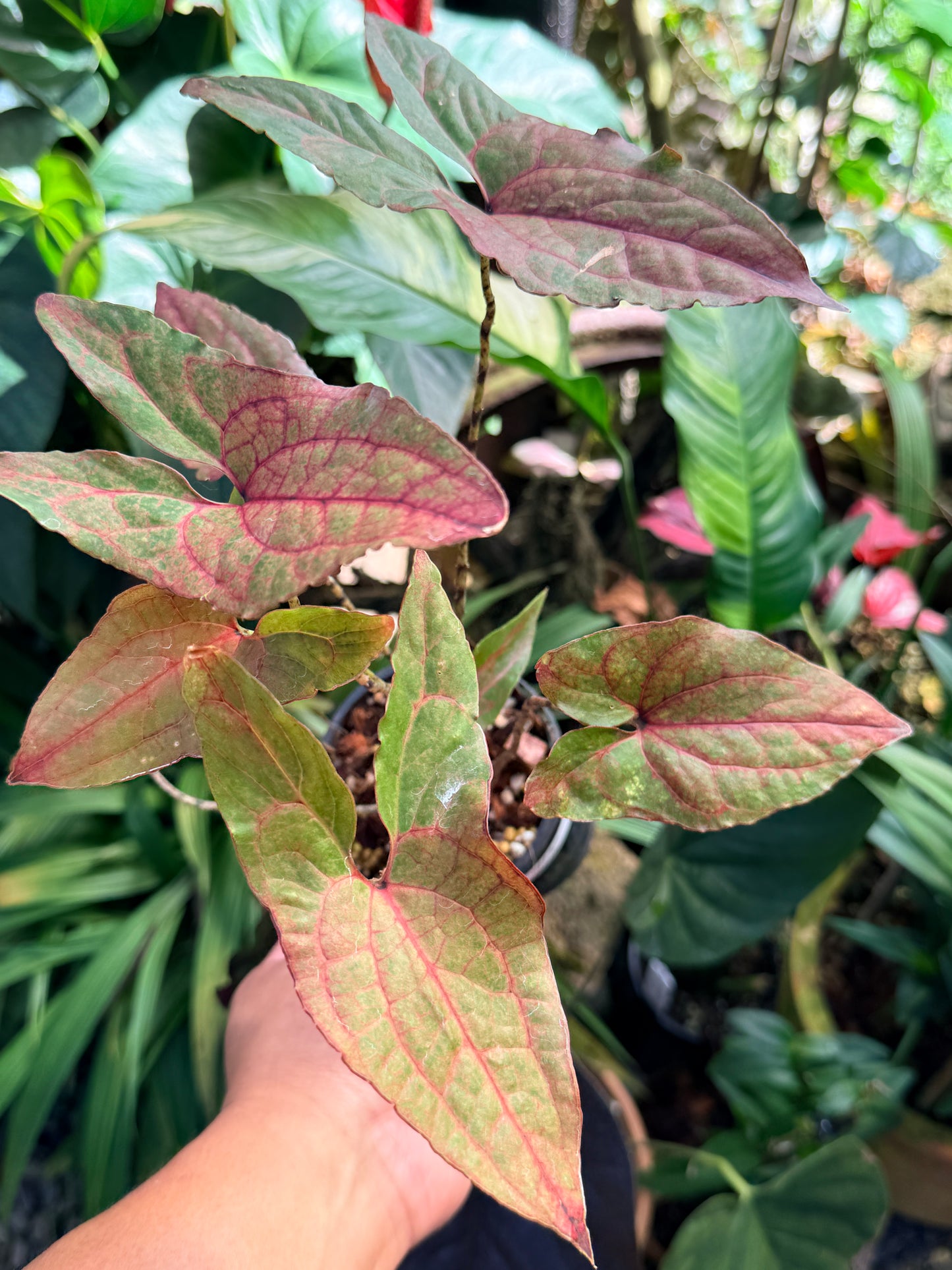 Cyrtosperma johnstonii M70