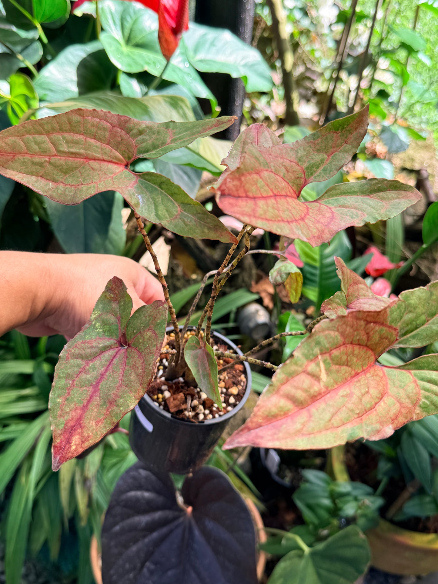 Cyrtosperma johnstonii M70