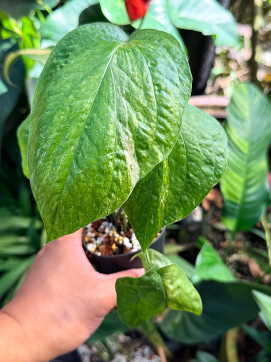 Amydrium 'Medium  Variegata' M74