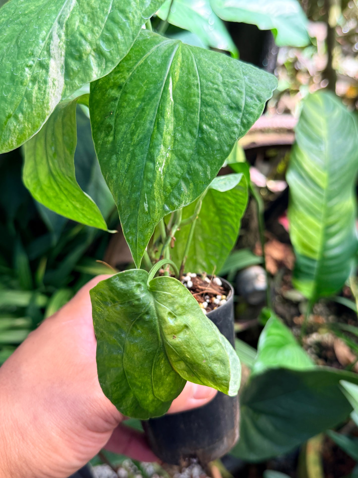 Amydrium 'Medium  Variegata' L74