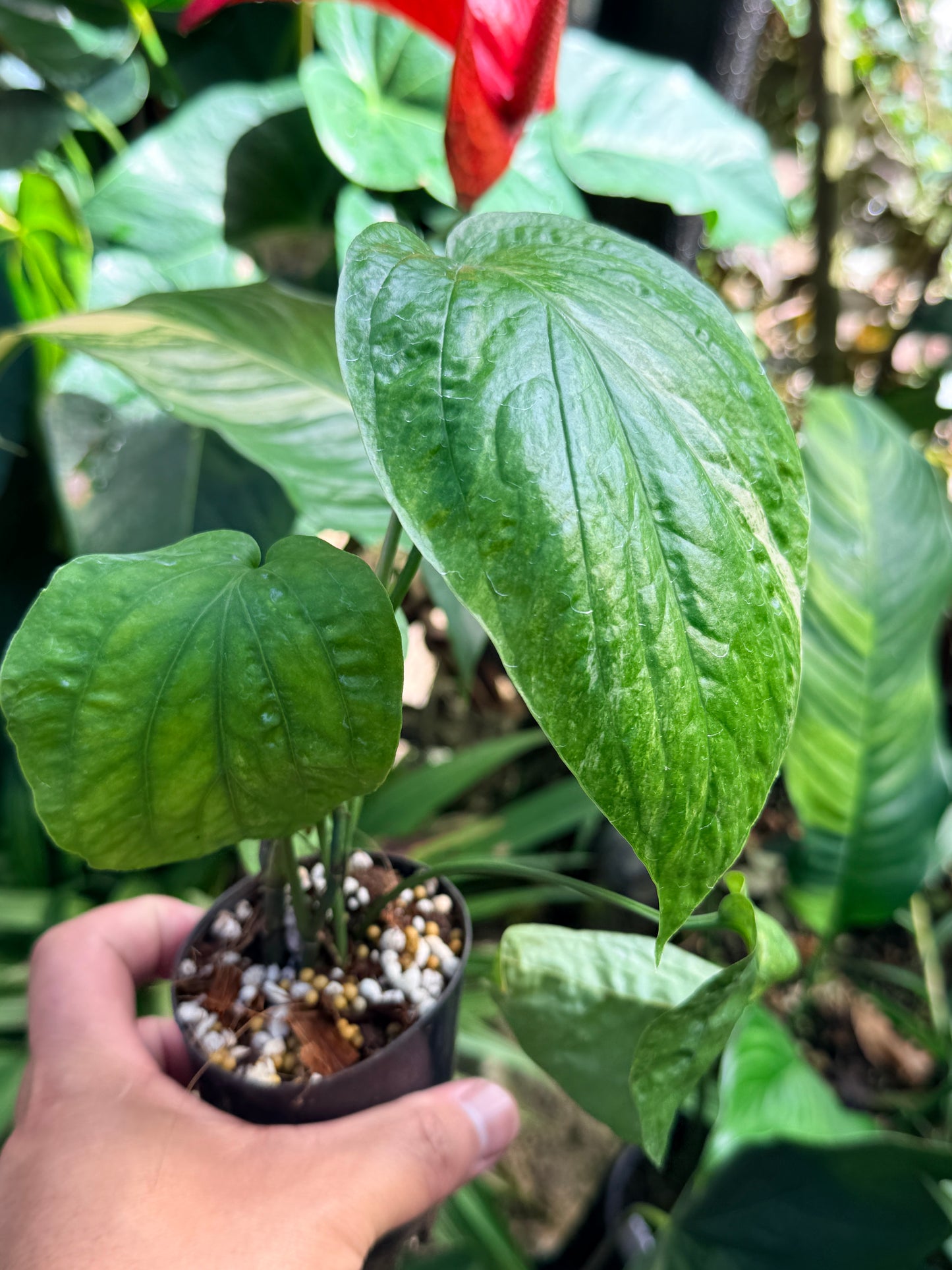 Amydrium 'Medium  Variegata' L74