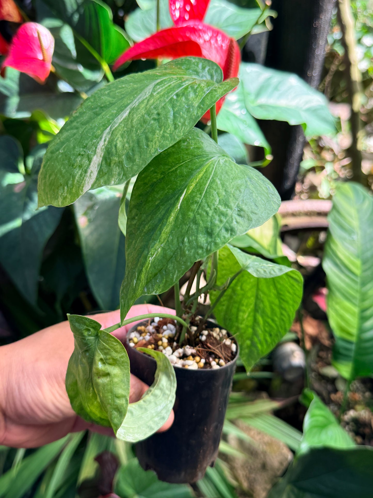 Amydrium 'Medium  Variegata' L74