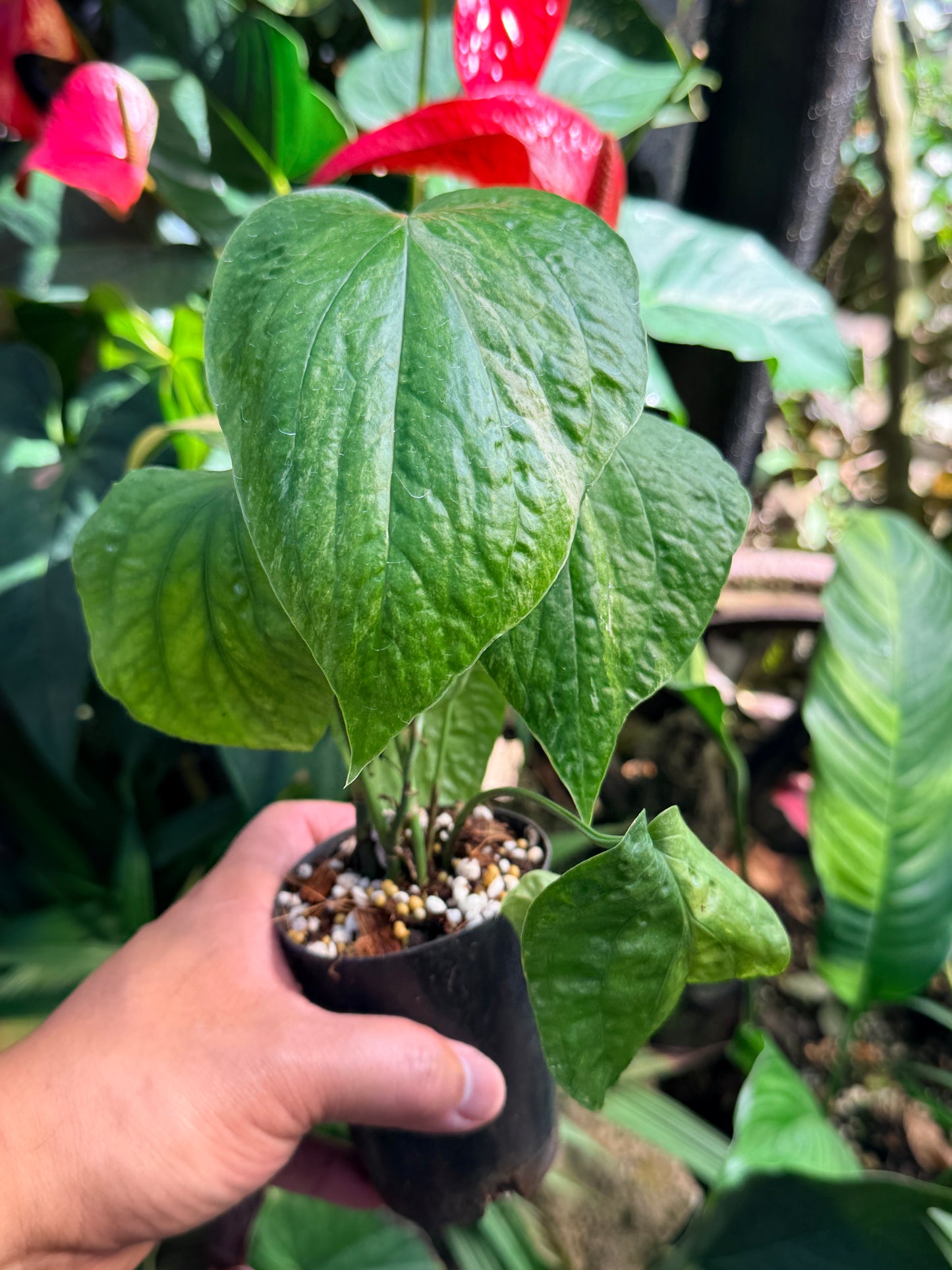 Amydrium 'Medium  Variegata' L74