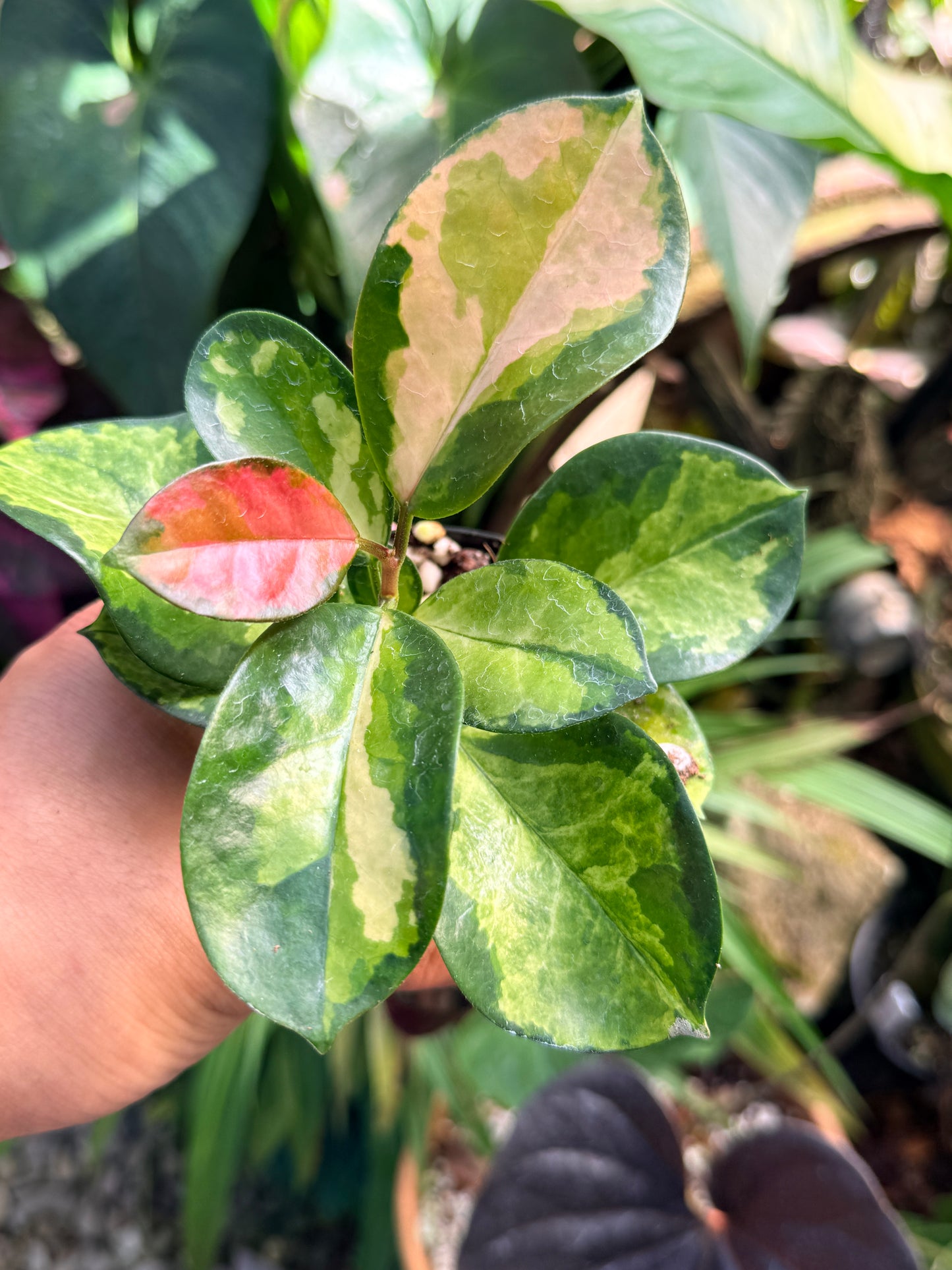 Hoya australis 'Lisa' M71