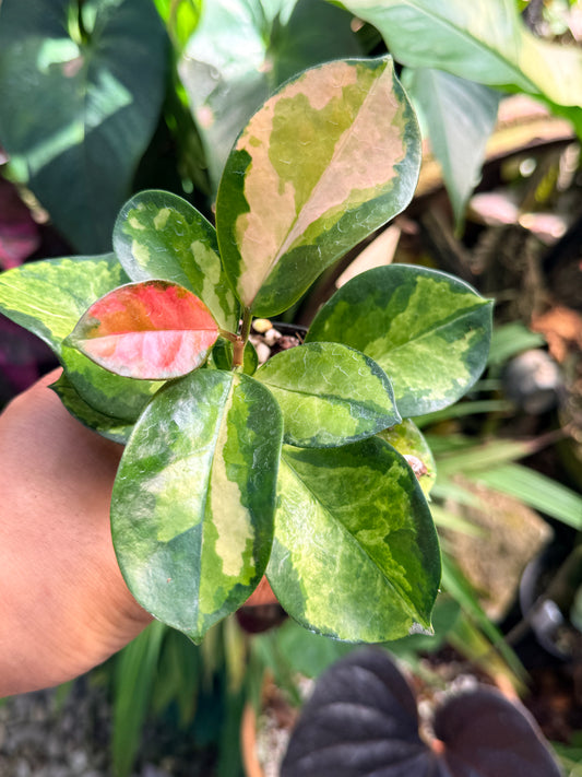 Hoya australis 'Lisa' M71