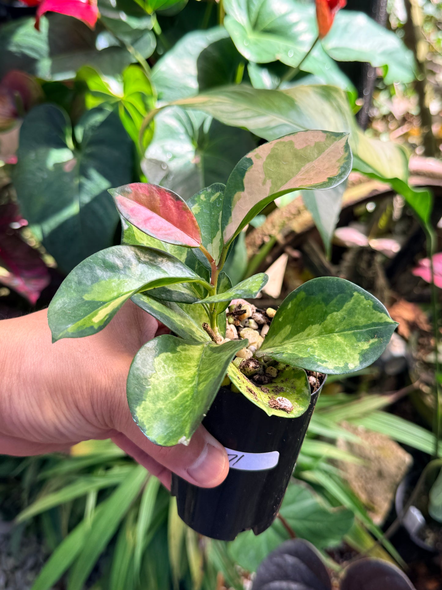 Hoya australis 'Lisa' M71