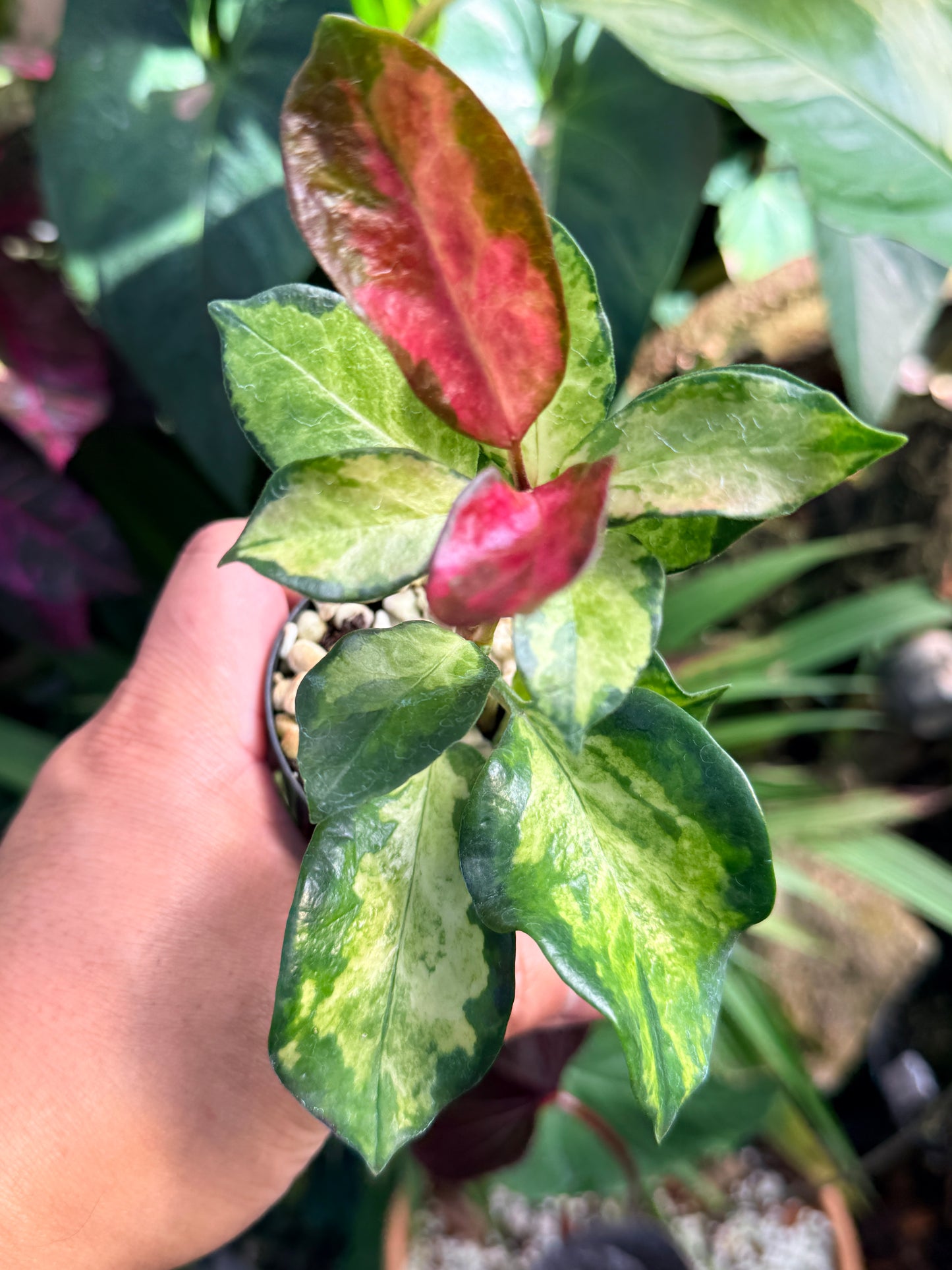 Hoya australis 'Lisa' M73