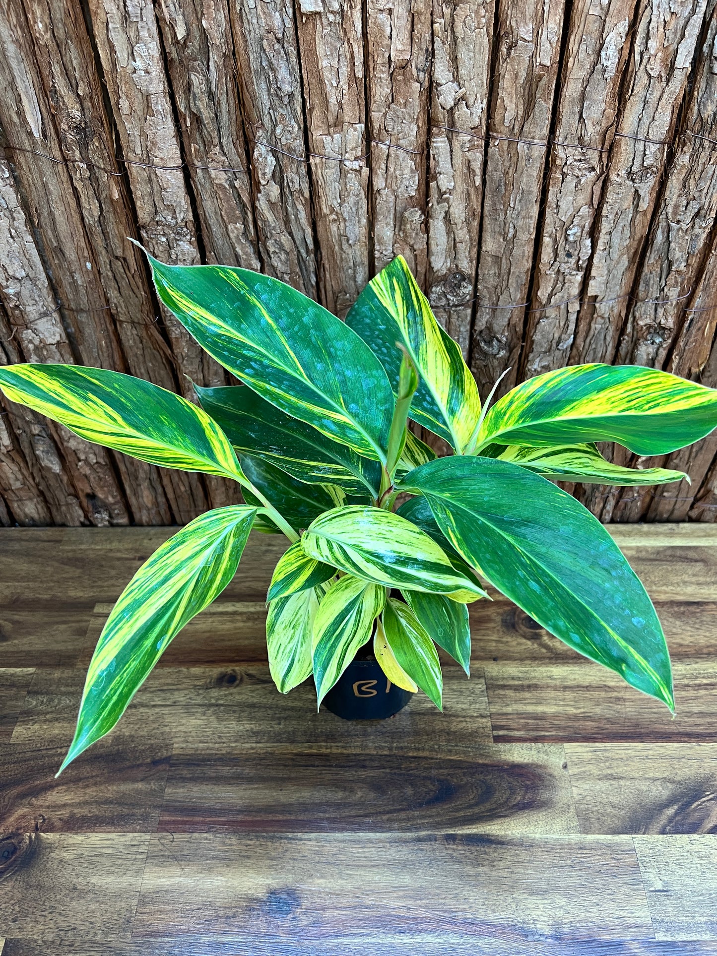 Alpinia Zerumbet Variegated Shell Ginger B163