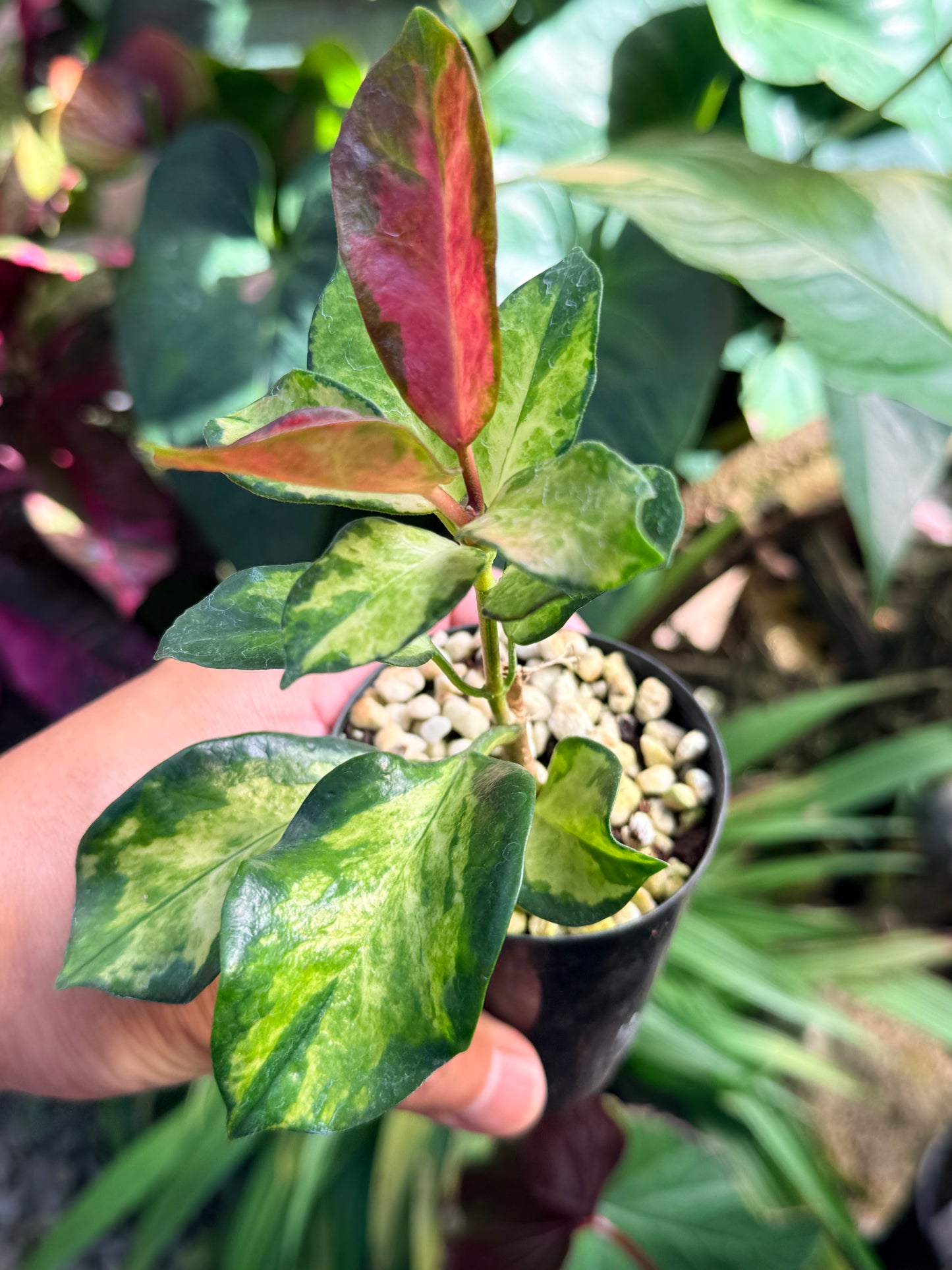 Hoya australis 'Lisa' M73