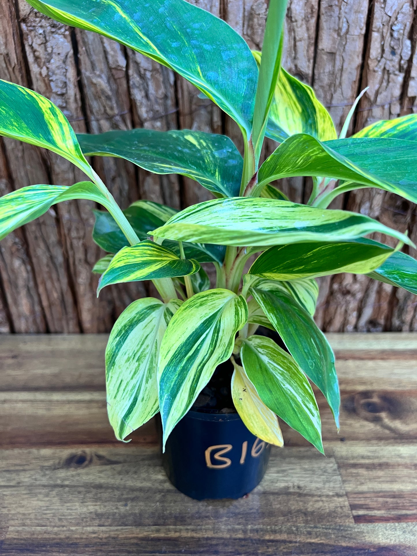 Alpinia Zerumbet Variegated Shell Ginger B163