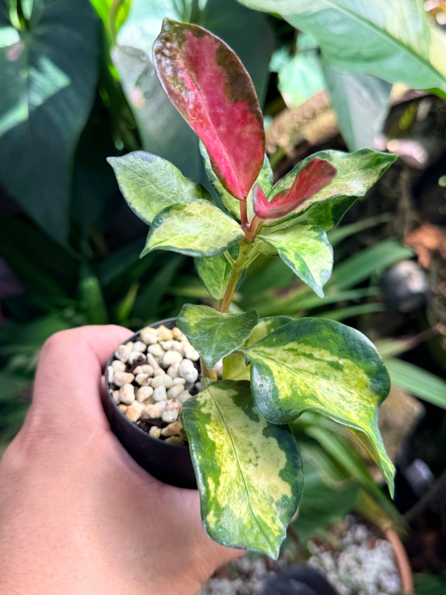 Hoya australis 'Lisa' M73