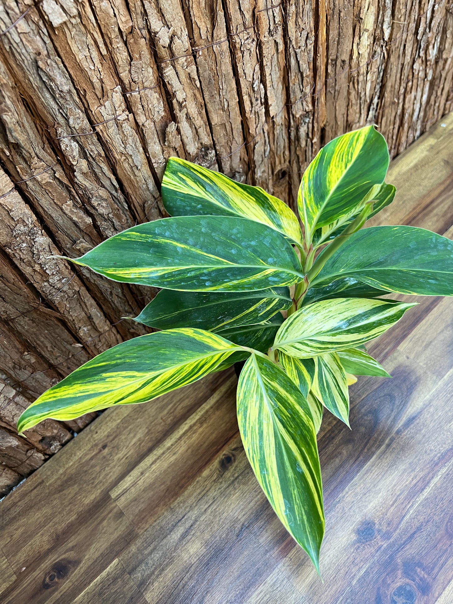 Alpinia Zerumbet Variegated Shell Ginger B163